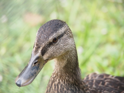 [Front side profile of a mallard's head, neck, and bill.]